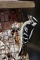 Downy Woodpecker, female Pic mineur, femelle