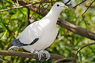 Brook Islands National Park Protected area in Queensland, Australia