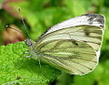 Pieris napi