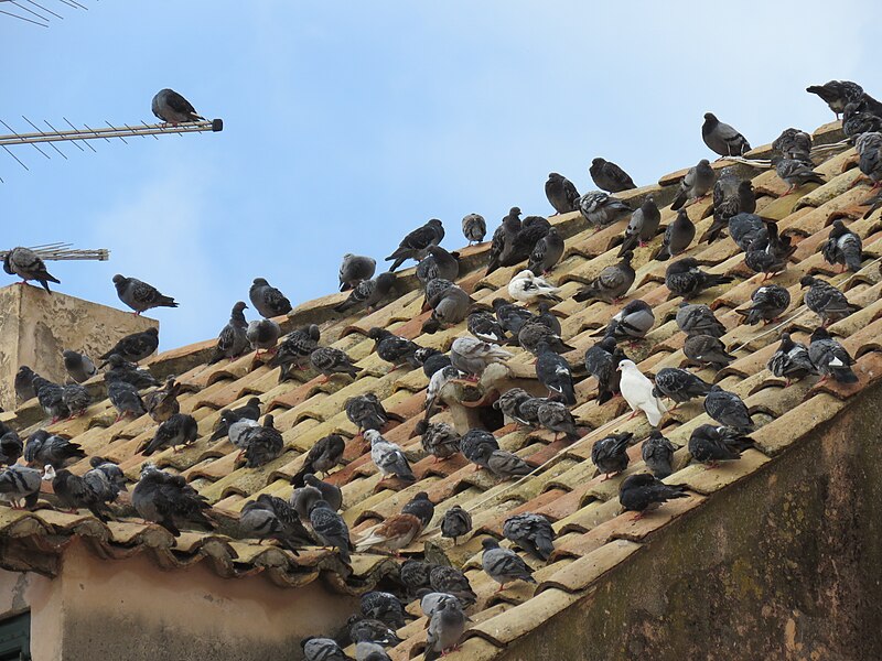 File:Pigeons on a house roof in Dubrovnik, September 2022 02.jpg