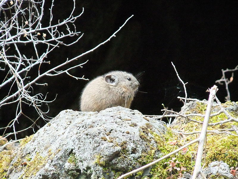 File:Pika- Ochotona princeps (9401112021).jpg