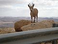 PikiWiki Israel 43241 arava.jpg