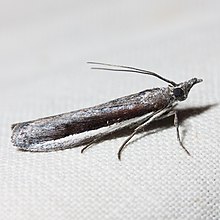 Pima albocostalialis.jpg