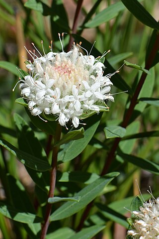 <i>Pimelea rara</i> Species of flowering plant