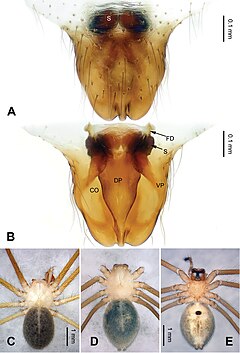 Description de l'image Pimoa xinjianensis (10.3897-zookeys.855.33501) Figure 6.jpg.