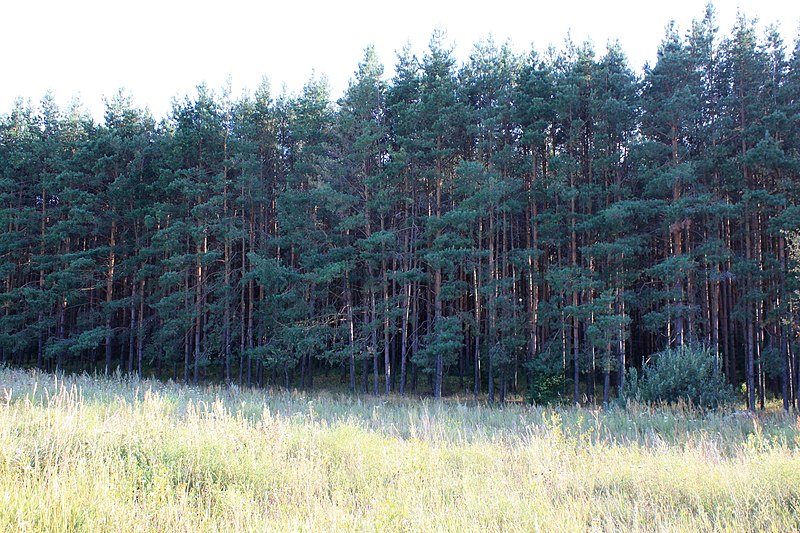 File:Pines - panoramio (15).jpg