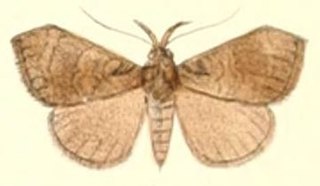 <i>Hydrillodes truncata</i> Species of moth