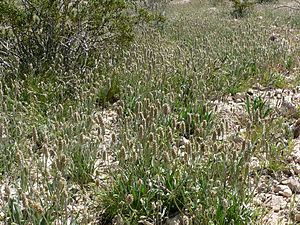 Plantago ovata mass.jpg