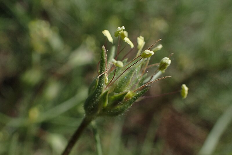 File:Plantago sempervirens kz03.jpg