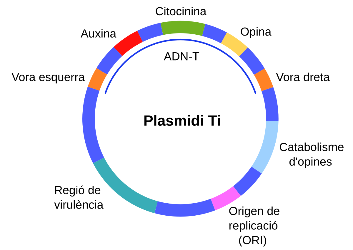 Бактериальная днк. Структура ti плазмиды агробактерий. Строение ти плазмиды. Плазмида строение. Строение ti плазмиды.