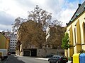 Čeština: Platan javorolistý u klimentského kostela v Praze. English: Platanus × hispanica near Church of Saint Kliment in Prague.