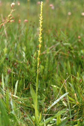 <i>Platanthera yosemitensis</i> Species of orchid