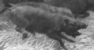 Restoration of a herd of alarmed Miocene-Pleistocene peccaries of the genus Platygonus. Charles R. Knight (1922). Platygonus leptorhinus cropped.png