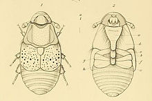 Platypsyllus castoris annales1883.jpg