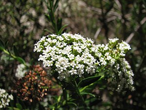 Platysace lanceolata.jpg