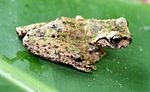 Miniatura para Plectrohyla guatemalensis