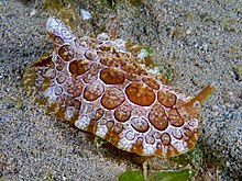 Pleurobranchus forskali (Sidegill slug).jpg