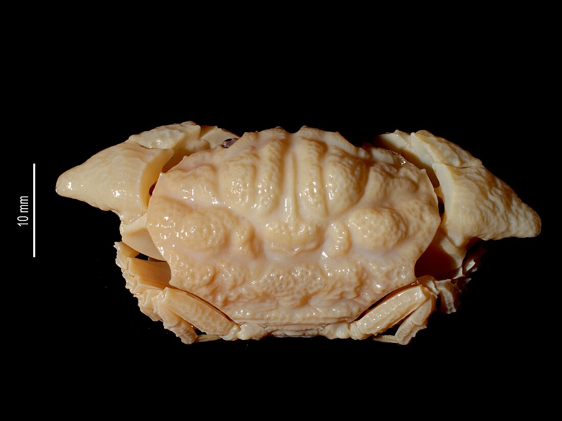 Pleurocolpus