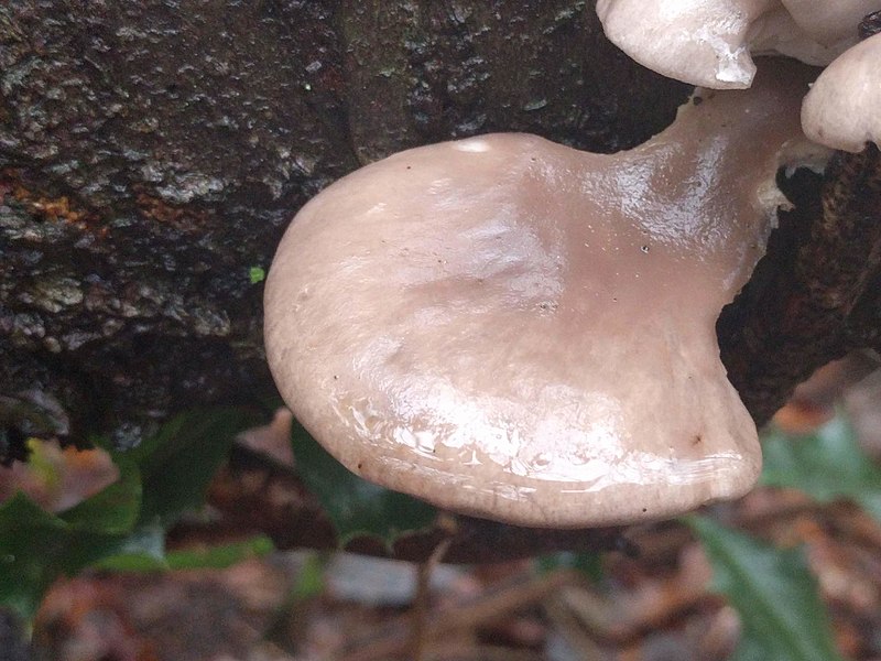 File:Pleurotus ostreatus 108618095.jpg