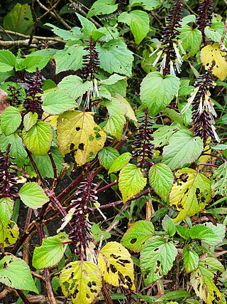 <i>Pogostemon travancoricus</i> Species of plant