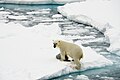 Un ours polaire traîne le corps d'un phoque du Groenland.