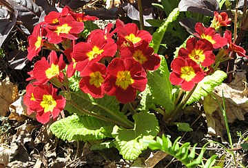 Примула садовая многолетняя посадка. Примула polyantha. Примула Primula vulgaris Red. Примула Марли. Однолетняя примула Primula malacoides;.