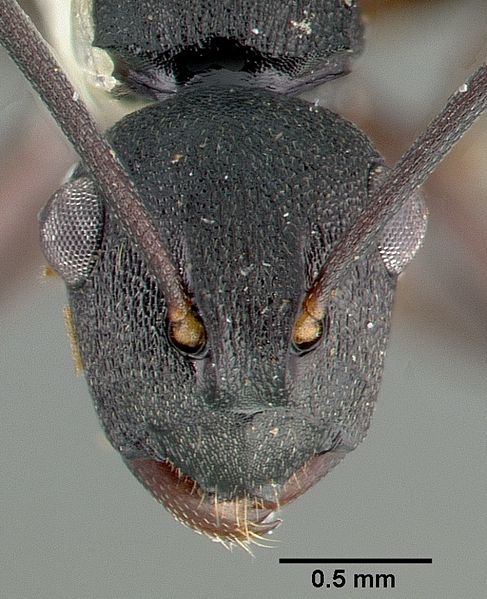 File:Polyrhachis edwardi castype06944 head 1.jpg