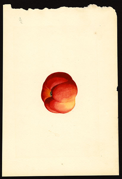 File:Pomological Watercolor POM00000517.jpg