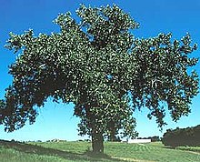 Eastern cottonwood, Populus deltoides Populus deltoides.jpg