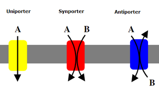 <span class="mw-page-title-main">Antiporter</span> Class of transmembrane transporter protein