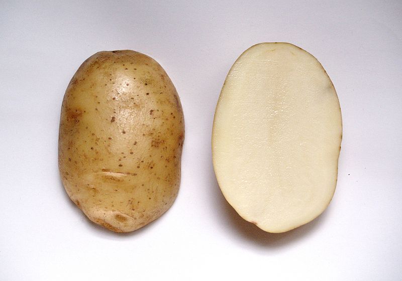 File:Potato cv Toyoshiro.jpg