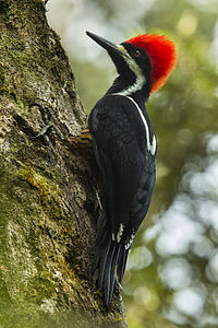 Powerful Woodpecker - Ecuador S4E2767.jpg