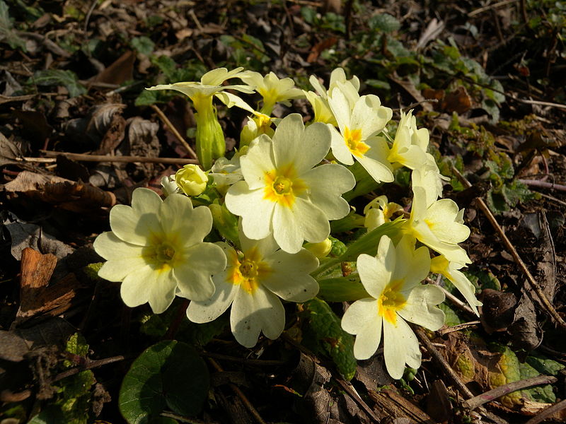 File:Primula acaulis short style BOGA.jpg