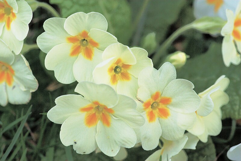 File:Primula vulgaris 03.jpg