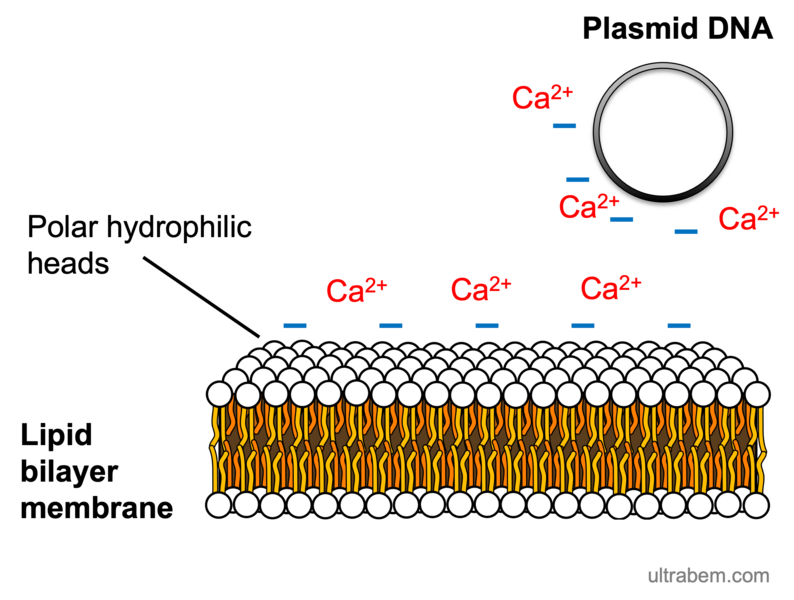 File:Principle of competent cell preparation 2.png