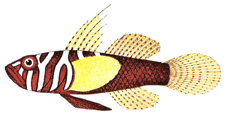 File:Priolepis semidoliata (Valenciénnes 1837).jpg