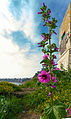 Procida-Lighthouse