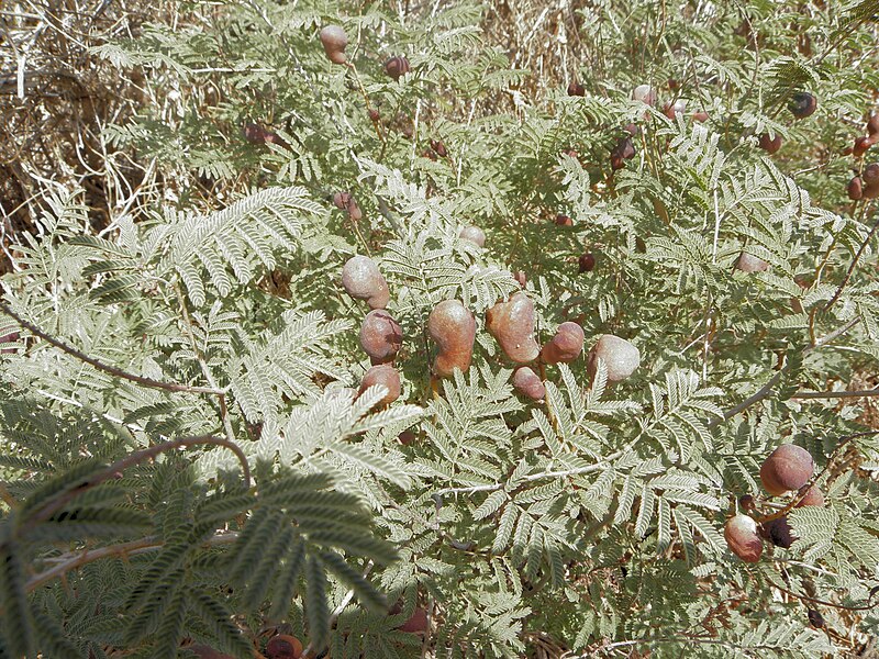 File:Prosopis farcta, fruits.JPG