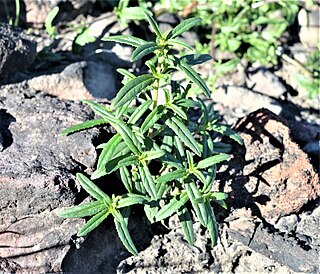 <i>Prostanthera tallowa</i> Species of flowering plant