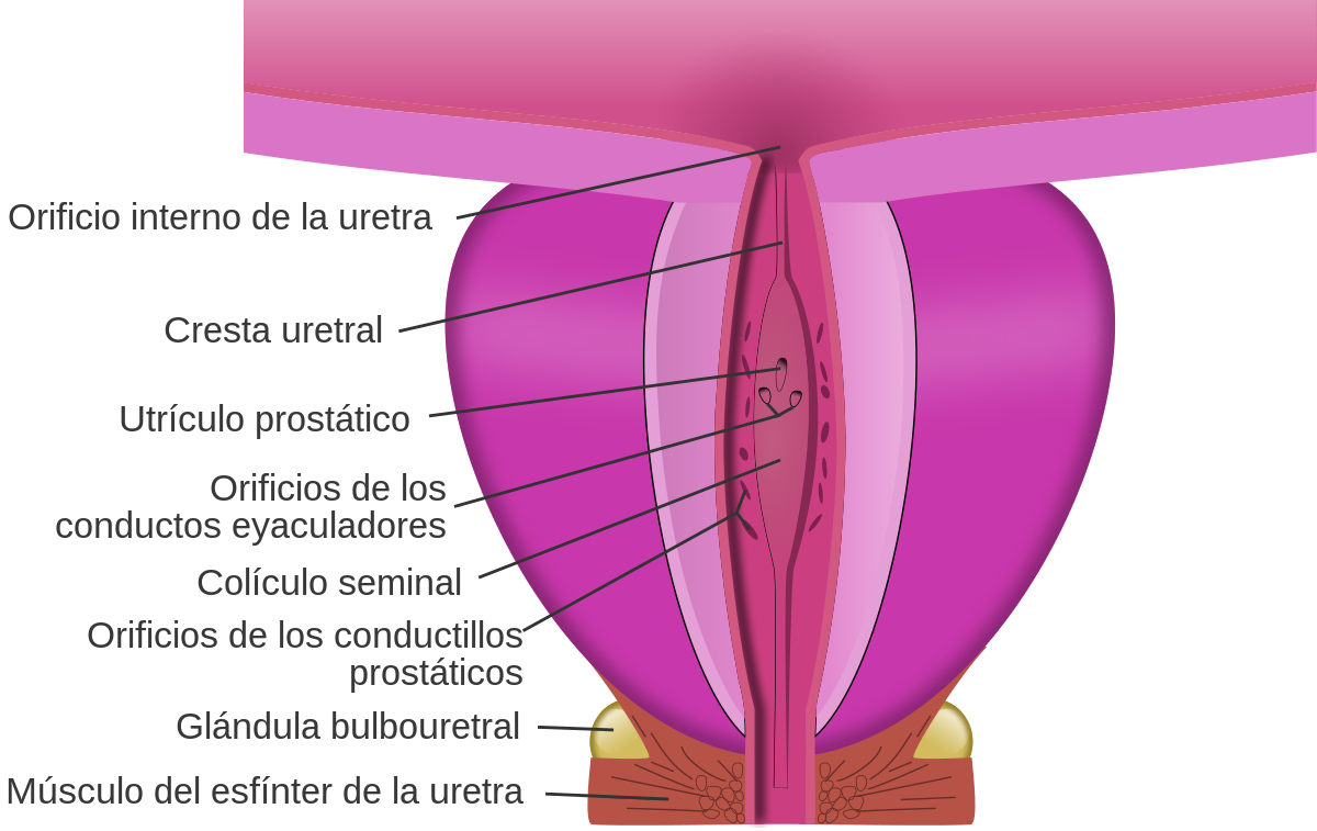 prostatita la ce varsta poate fi pastile prostata