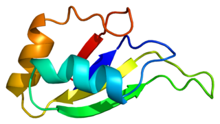 <span class="mw-page-title-main">HNRPD</span> Protein-coding gene in the species Homo sapiens