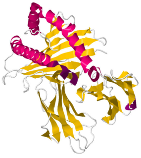 <span class="mw-page-title-main">Proteolipid protein 1</span> Type of myelin-associated protein