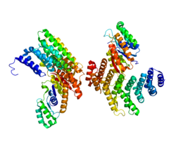 Ақуыз SYMPK PDB 3O2Q.png