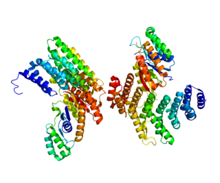 SYMPK Protein-coding gene in the species Homo sapiens