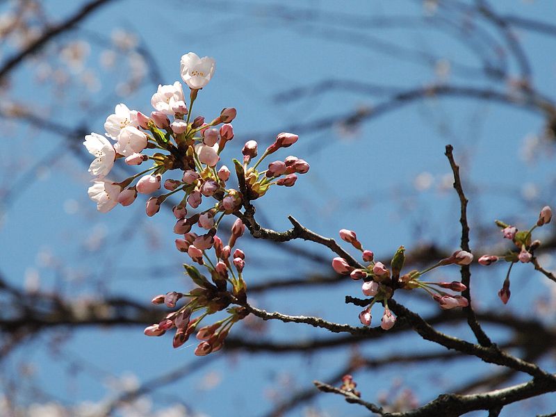 File:Prunus serrulata 2005 spring 003.jpg