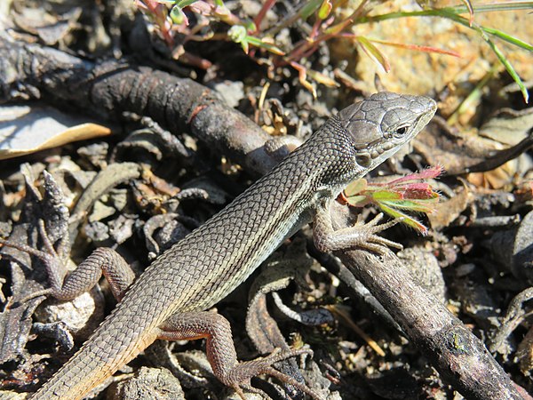 An Algerian sand racer in Manzanares el Real