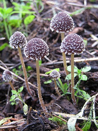 <i>Psathyrella vinosofulva</i> Species of fungus