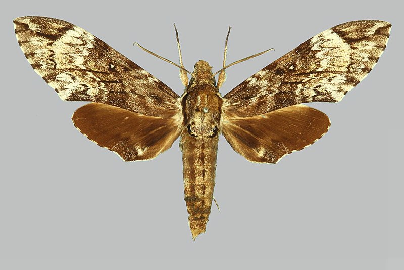 File:Psilogramma tanimbarica BMNHE272140 male up.jpg