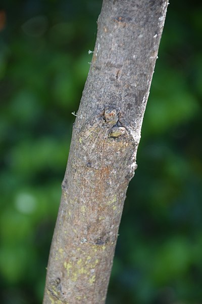 File:Psoralea pinnata 03.jpg