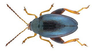 <i>Psylliodes chrysocephala</i> Species of beetle